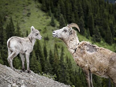 Critters along Highwood Pass
